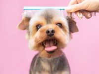 Appointment software for pet grooming salon