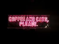 Coffee with cats: how to start a business