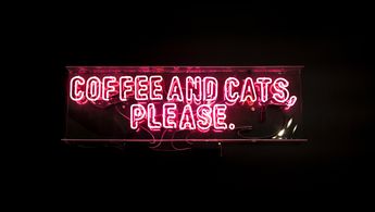 Kaffee mit Katzen: Wie man ein Unternehmen gründet