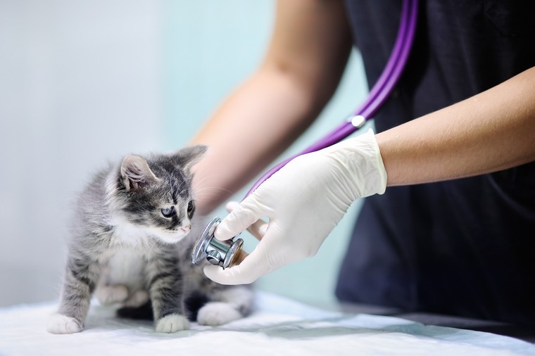 Veterinary services for a cat
