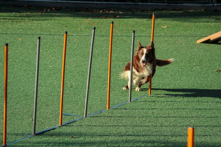 Dog training session