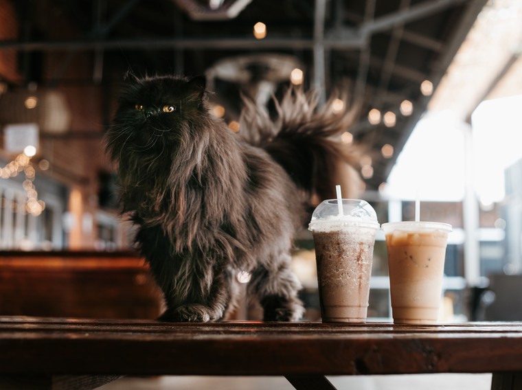 How cat cafés help cats find homes